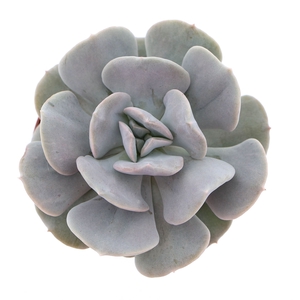 Echeveria   ...
