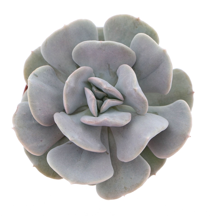 <h4>Echeveria   ...</h4>