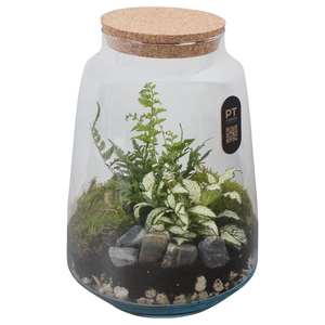 Arr.   Kamerplant Groen H%