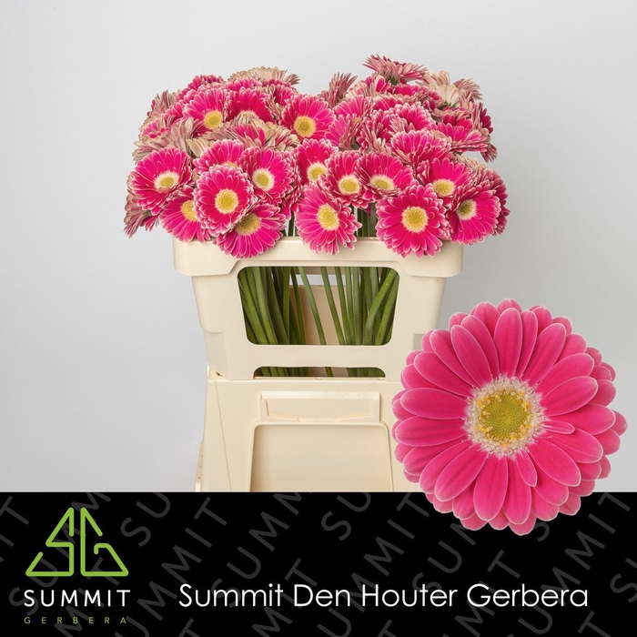 <h4>Gerbera MI 'Twiggy'</h4>