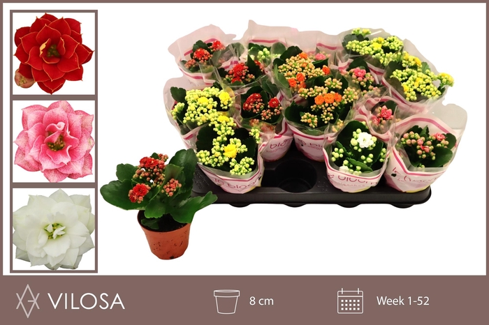 <h4>KAL GE GEM 5 KL</h4>