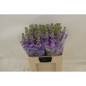 MATTH FIGARO LAVENDE