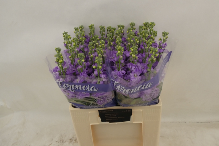 <h4>MATTH FIGARO LAVENDE</h4>