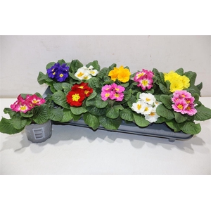 Prim Ac Paradiso Gem