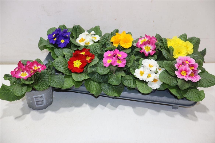 <h4>Prim Ac Paradiso Gem</h4>