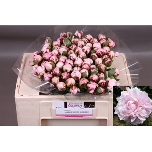 PAEO L MARGUE GERARD