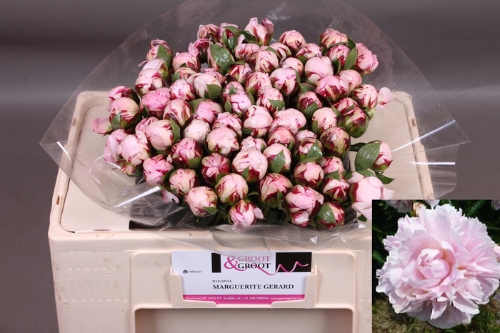 <h4>PAEO L MARGUE GERARD</h4>