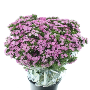 Di Barb Amazon Pink