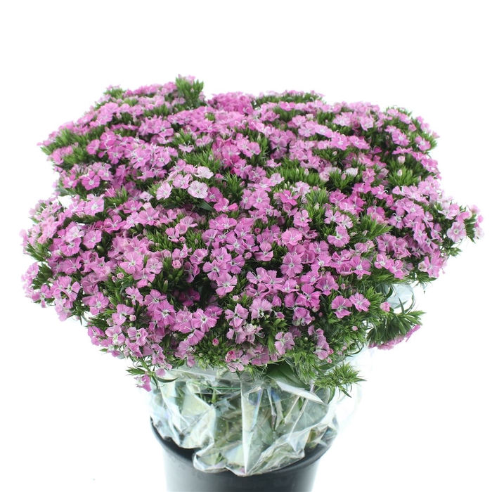 <h4>Di Barb Amazon Pink</h4>