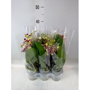 Phalaenopsis multi.   ...yellow