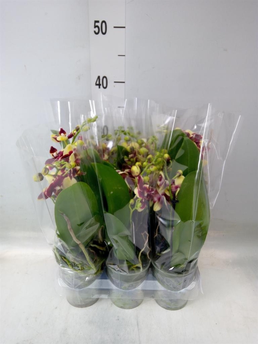 <h4>Phalaenopsis multi. ...yellow</h4>
