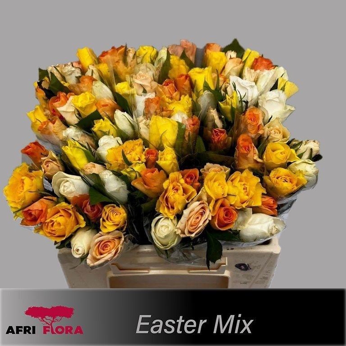 <h4>R Kl Gem In Bos</h4>