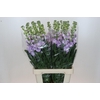 Matthiola Iron Marine