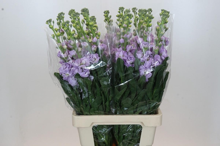 <h4>Matthiola Iron Marine</h4>