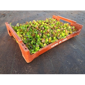 de Gier Groenteplanten 020 Bladgewas Triosla - 140 planten