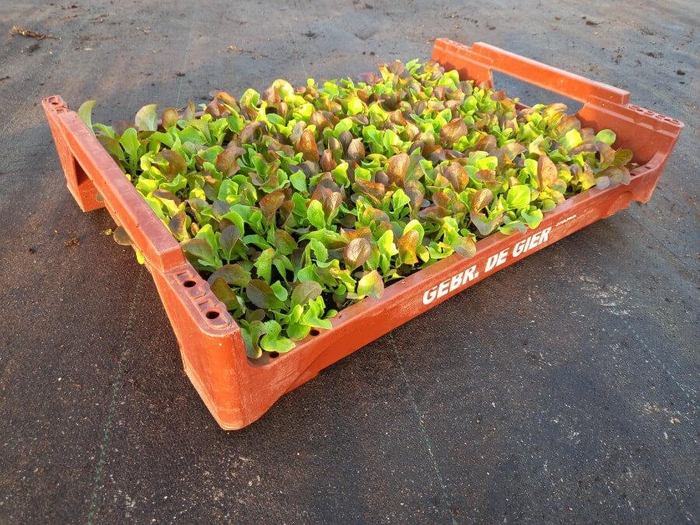 <h4>de Gier Groenteplanten 020 Bladgewas Triosla - 140 planten</h4>