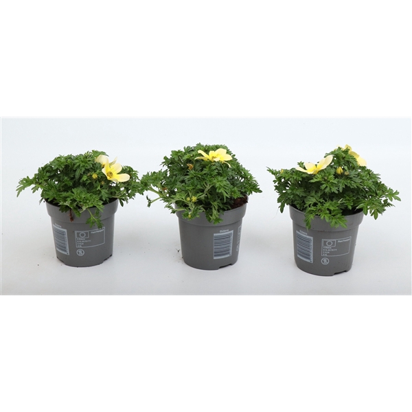 <h4>Bidens 2 Teeth Yellow White</h4>