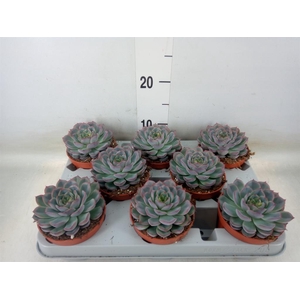 Echeveria  'Hercules'