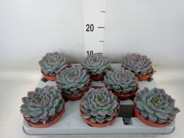 <h4>Echeveria  'Hercules'</h4>