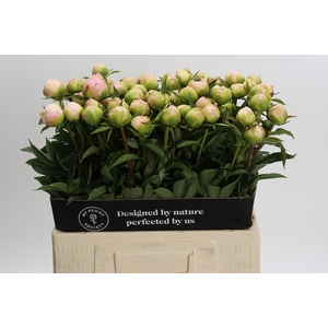 Paeonia Miss America