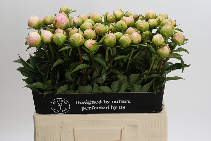 Paeonia lactiflora 'Miss America'