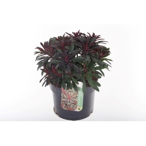 Euphorbia Miner's Merlot