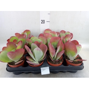 Kalanchoe NF thyrsiflora 'Red Lips'