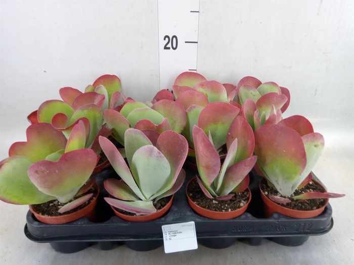 <h4>Kalanchoe NF thyrsiflora 'Red Lips'</h4>