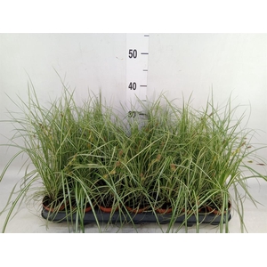 Carex hachijoensis 'Evergold'