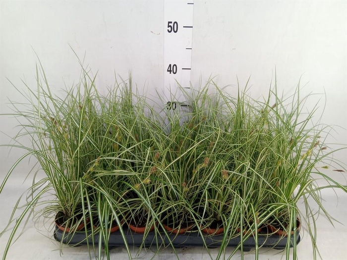 <h4>Carex hachijoensis 'Evergold'</h4>