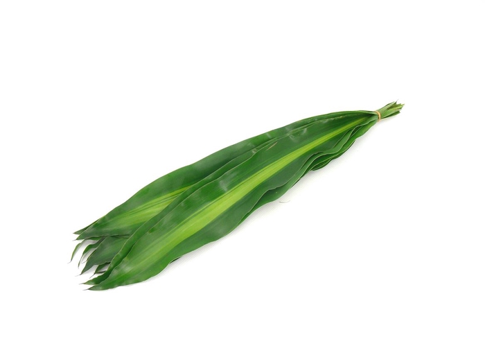 <h4>Drac. Massangeana 60cm</h4>