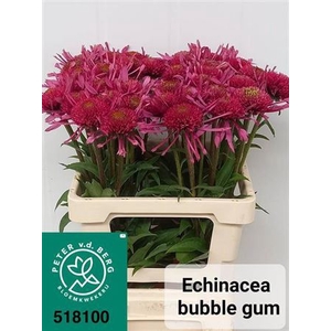 Echinacea Bubble Gum