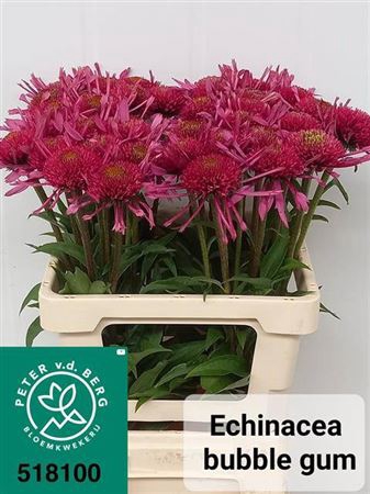 <h4>Echinacea Bubble Gum</h4>