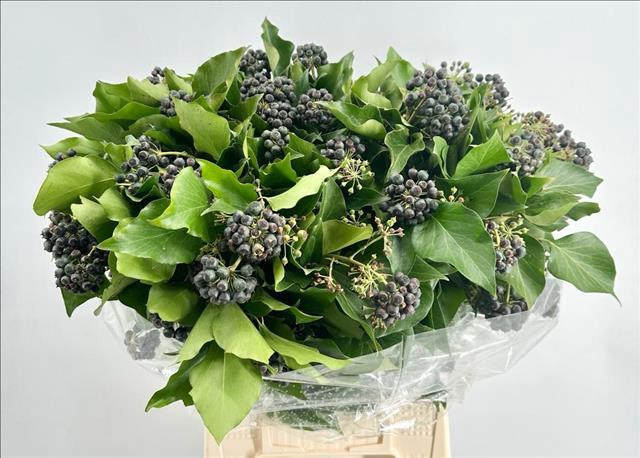 <h4>Hedera Black Berries</h4>