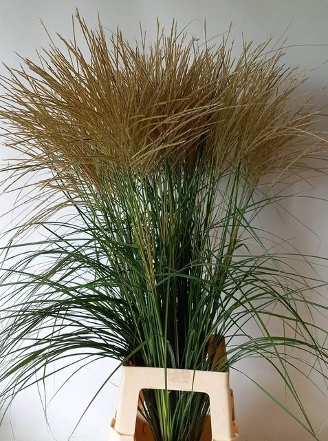 <h4>Miscanthus Sinensis</h4>