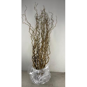 Corylus (1-jarig)