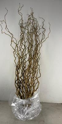 <h4>Corylus (1-jarig)</h4>