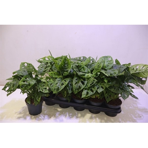 arr8 Monstera Adansonii