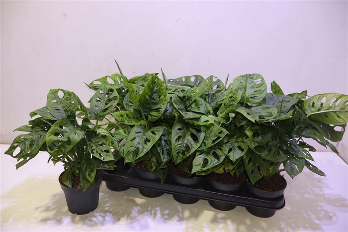 <h4>arr8 Monstera Adansonii</h4>