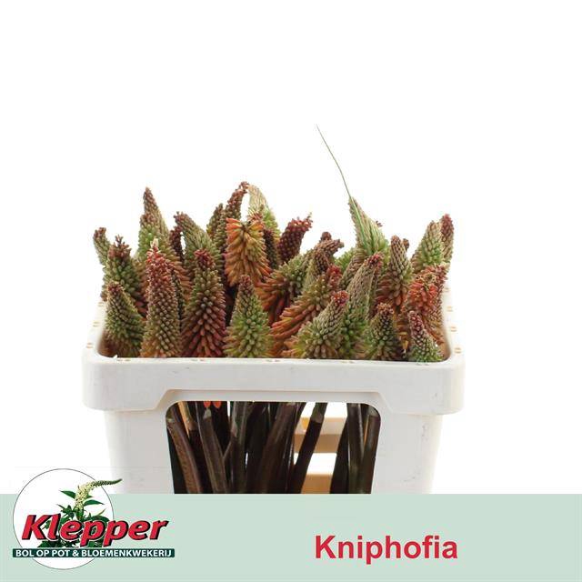 <h4>KNIP ALCAZAR 50 CM</h4>