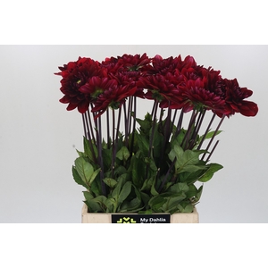 Dahlia Red Runner