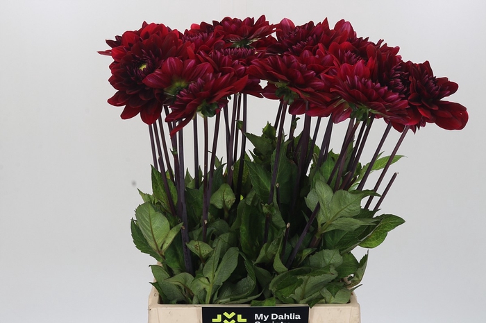<h4>Dahlia Red Runner</h4>