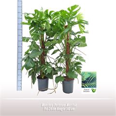 <h4>Monstera Pertusum Mosstok</h4>