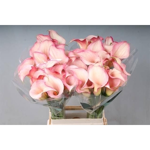 Calla Blushing Lady
