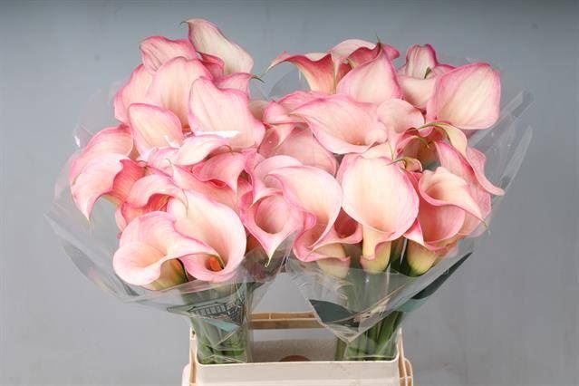 <h4>Calla Blushing Lady</h4>