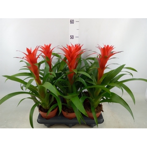 Guzmania  'Ostara'