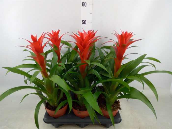 <h4>Guzmania  'Ostara'</h4>