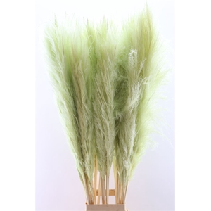 Dried Cortaderia Pastel Mint Green 120cm P Stem