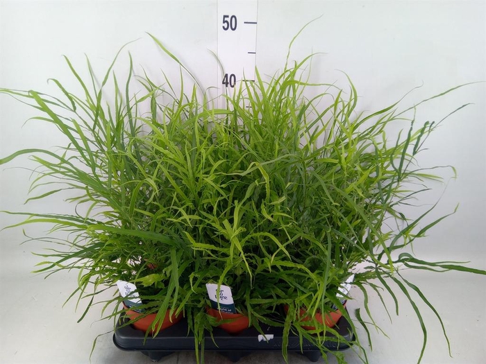 <h4>Pteris   ...</h4>