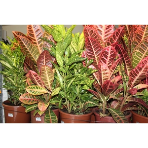 CROTON HIB VARIADO P24